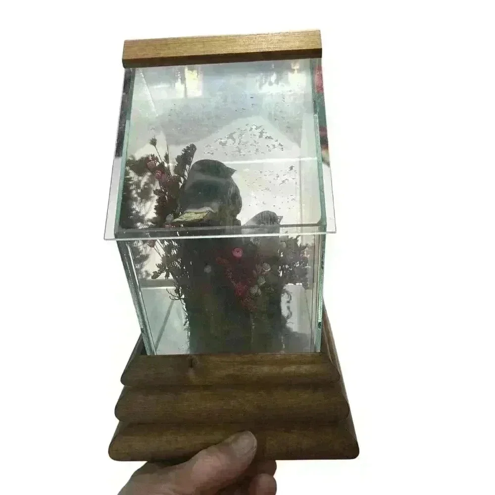Mushroom Birds From Rare Mushrooms Music Box Vintage